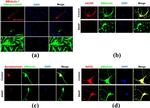 Mouse IgG1 Cross-Adsorbed Secondary Antibody in Immunocytochemistry (ICC/IF)