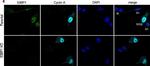 Rabbit IgG (H+L) Highly Cross-Adsorbed Secondary Antibody in Immunocytochemistry (ICC/IF)