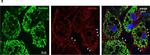 Rabbit IgG (H+L) Highly Cross-Adsorbed Secondary Antibody in Immunocytochemistry (ICC/IF)