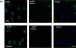 Rabbit IgG (H+L) Highly Cross-Adsorbed Secondary Antibody in Immunocytochemistry (ICC/IF)