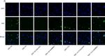 Rabbit IgG (H+L) Highly Cross-Adsorbed Secondary Antibody in Immunocytochemistry (ICC/IF)