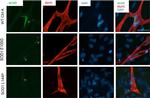 Rabbit IgG (H+L) Highly Cross-Adsorbed Secondary Antibody in Immunocytochemistry (ICC/IF)