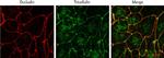 Rabbit IgG (H+L) Highly Cross-Adsorbed Secondary Antibody in Immunocytochemistry (ICC/IF)