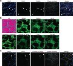 Rabbit IgG (H+L) Highly Cross-Adsorbed Secondary Antibody in Immunohistochemistry (Frozen) (IHC (F))