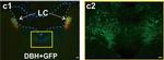 Rabbit IgG (Heavy chain) Secondary Antibody in Immunohistochemistry (IHC)