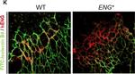 Mouse IgG (H+L) Highly Cross-Adsorbed Secondary Antibody in Immunocytochemistry (ICC/IF)