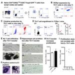 CD62L (L-Selectin) Antibody in Flow Cytometry (Flow)