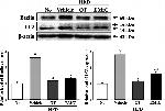 Rabbit IgG (H+L) Cross-Adsorbed Secondary Antibody in Western Blot (WB)