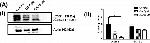 Mouse IgG (H+L) Secondary Antibody in Western Blot (WB)