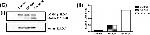 Mouse IgG (H+L) Secondary Antibody in Western Blot (WB)