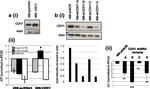 Rabbit IgG (H+L) Secondary Antibody in Western Blot (WB)