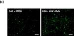 Mouse IgG (H+L) Secondary Antibody in Immunocytochemistry (ICC/IF)