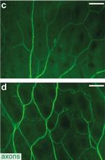 Mouse IgG (H+L) Secondary Antibody in Immunohistochemistry (IHC)