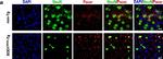 Rabbit IgG (Heavy chain) Secondary Antibody in Immunocytochemistry (ICC/IF)