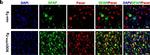 Rabbit IgG (Heavy chain) Secondary Antibody in Immunocytochemistry (ICC/IF)