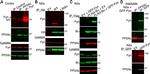 Rabbit IgG (Heavy chain) Secondary Antibody in Western Blot (WB)