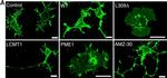 Rabbit IgG (Heavy chain) Secondary Antibody in Immunocytochemistry (ICC/IF)