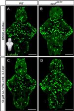 Rabbit IgG (Heavy chain) Secondary Antibody in Immunohistochemistry (IHC)