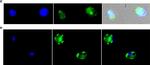 Mouse IgG (H+L) Highly Cross-Adsorbed Secondary Antibody in Immunocytochemistry (ICC/IF)