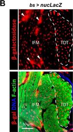 Mouse IgG (H+L) Highly Cross-Adsorbed Secondary Antibody in Immunohistochemistry (Frozen) (IHC (F))