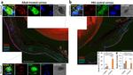 Rabbit IgG (H+L) Highly Cross-Adsorbed Secondary Antibody in Immunohistochemistry (Frozen) (IHC (F))