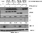 Mouse IgG (H+L) Secondary Antibody in Western Blot (WB)