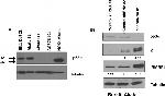 Mouse IgG (H+L) Secondary Antibody in Western Blot (WB)