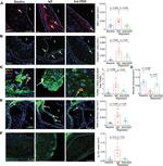 Arginase 1 Antibody in Immunohistochemistry (Frozen) (IHC (F))