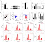 CD206 (MMR) Antibody in Flow Cytometry (Flow)