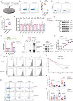 IFN gamma Antibody in Flow Cytometry (Flow)