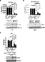 GAPDH Antibody in Western Blot (WB)