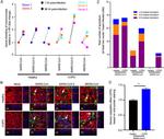 SARS/SARS-CoV-2 Nucleocapsid Antibody in Immunohistochemistry (IHC)