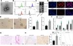 CD163 Antibody in Flow Cytometry (Flow)