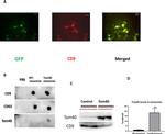 CD63 Antibody in Dot Blot (DB)