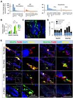 Ly-6G/Ly-6C Antibody in Flow Cytometry (Flow)