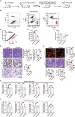 CD56 (NCAM) Antibody in Flow Cytometry (Flow)