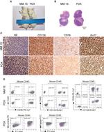 CD38 Antibody in Flow Cytometry (Flow)