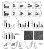 MHC Class II (I-A/I-E) Antibody in Flow Cytometry (Flow)