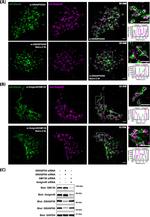 Golgin-97 Antibody in Immunocytochemistry (ICC/IF)