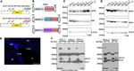 CDK1 Antibody in Western Blot (WB)