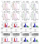 CD163 Antibody in Flow Cytometry (Flow)