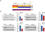 CD11b Antibody in Western Blot (WB)