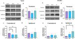 ICAM-1 Antibody in Western Blot (WB)