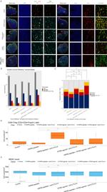 FOXP3 Antibody in Immunohistochemistry (IHC)