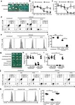 CD4 Antibody in Flow Cytometry (Flow)