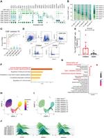 CD4 Antibody in Flow Cytometry (Flow)