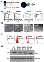 CD9 Antibody in Flow Cytometry (Flow)