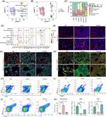 CD11b Antibody in Immunohistochemistry (IHC)