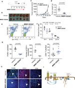 CD11b Antibody in Flow Cytometry (Flow)