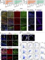 CD11b Antibody in Flow Cytometry (Flow)